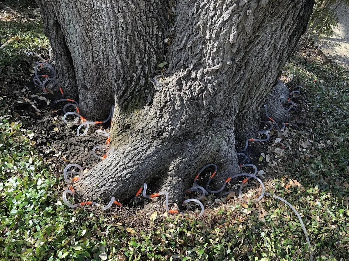 Detailed Tree Cabling and Bracing job site in Catawba